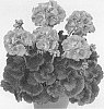 Pelargonium%20x%20hortorum%20%27Pacanpin%27