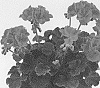 Pelargonium%20x%20hortorum%20%27Pacchofire%27