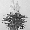 Astilbe%20chinensis%20%27Harvandermeerwhite%27