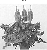 Astilbe%20chinensis%20%27Youandme%20Always%27