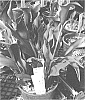 Zantedeschia%20sprengeri%20%27Night%20Club%27