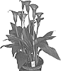 Zantedeschia%20sprengeri%20%27Capitola%27