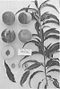 Prunus%20persica%20%27Supechtwentysix%27