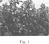 Rubus%20idaeus%20L.%20%27EXPR02%27