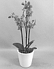 Phalaenopsis%20hybrid%20%27PHALHUCAR%27