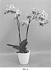 Phalaenopsis%20hybrid%20%27PHALGETWO%27