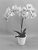 Phalaenopsis%20hybrid%20%27PHALISYCH%27