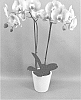 Phalaenopsis%20hybrid%20%27PHALGRYLIA%27