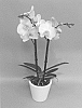 Phalaenopsis%20hybrid%20%27PHALIADIL%27