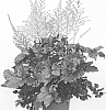 Astilbe%20arendsii%20X%20Astilbe%20chinensis%20%27Razzle%20Dazzle%27