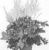 Astilbe%20arendsii%20X%20Astilbe%20chinensis%20%27Razzle%20Dazzle%27