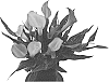 Zantedeschia%20sprengeri%20%27Peter%27s%20Pride%27