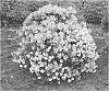 Rhododendron%20hybrid%20%27Microhirs9%27