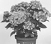 Hydrangea%20macrophylla%20%27Mysterious%27