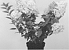 Hydrangea%20paniculata%20%27GRYPAST05%27