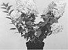 Hydrangea%20paniculata%20%27GRYPAST05%27