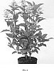 Hydrangea%20paniculata%20%27HPOPR018%27