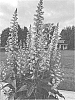 Digitalis%20x%20Isoplexis%20%27Firecracker%27
