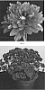 Chrysanthemum%20x%20morifolium%20%27CIFZ0074%27