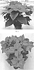 Euphorbia%20pulcherrima%20%27EURZ0019%27
