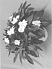 Impatiens%20hawkeri%20%27Dongimagpuwhi%27