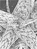 Aloe%20hybrid%20%27SIDEWINDER%27