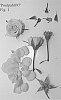 Rosa%20hybrida%20%27Poulpah097%27