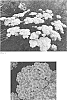 Achillea%20hybrid%20%27Firefly%20Diamond%27