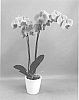 Phalaenopsis%20hybrid%20%27PHALHYSXO%27