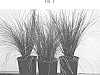 Lomandra%20confertifolia%20ssp.%20rubiginosa%20%27LM700%27