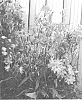 Delphinium%20elatum%20X%20%28Delphinium%20x%20belladonna%29%20%27ET%20DLP%2017-11%27