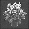Helleborus%20x%20ericsmithii%20X%20Helleborus%20niger%20%27COSEH%207700%27