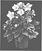 Helleborus%20x%20ericsmithii%20X%20Helleborus%20x%20hybridus%20%27COSEH%206300%27