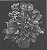 Helleborus%20x%20ballardiae%20X%20Helleborus%20x%20hybridus%20%27COSEH%206600%27