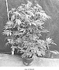 Cannabis%20hybrid%20%27OG%20%20CITRON%27