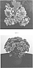 Chrysanthemum%20x%20morifolium%20%27CIFZ0077%27