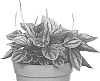 Peperomia%20caperata%20%27EC-PEPE-2007%27