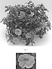 Calibrachoa%20x%20hybrida%20%27Balchadap%27