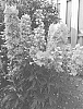 Delphinium%20elatum%20X%20%28Delphinium%20x%20belladonna%29%20%27ET%20DLP%2017-03%27