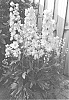 Delphinium%20elatum%20X%20%28Delphinium%20x%20belladonna%29%20%27ET%20DLP%2017-14%27