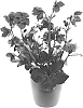 Helleborus%20niger%20X%20Helleborus%20x%20hybridus%20%27COSEH%207300%27