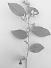 Vaccinium%20corymbosum%20L.%20%27FLR12-11%27