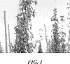 Humulus%20lupulus%20%27HBC%20637%27
