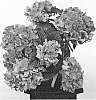 Hydrangea%20macrophylla%20%27HITOR%27
