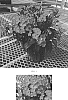 Phlox%20paniculata%20%27Balsukalav%27