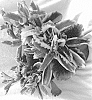 Kalanchoe%20sexangulare%20%27FIRE%20RAINBOW%27
