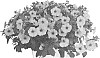 Petunia%20X%20hybrida%20%27Dopetduraropi%27