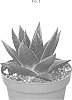 Haworthia%20limifolia%20x%20Aloe%20vera%20%27AMIHAW1911%27