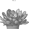 Echeveria%20pulidonis%20%27OVPEARLS08%27