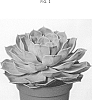 Echeveria%20lilacina%20%27OVPEARLS06%27